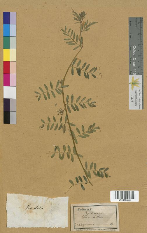 Vicia lutea (Fabaceae)