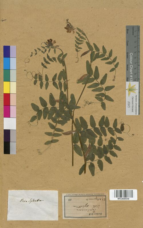 Vicia sylvatica (Fabaceae)