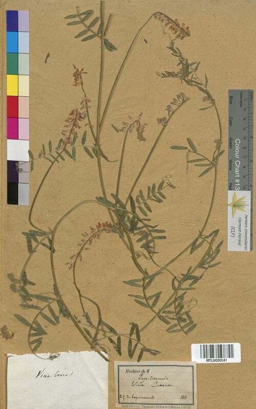 Vicia cracca (Fabaceae)