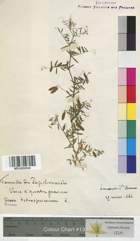 Vicia tetrasperma (Fabaceae)