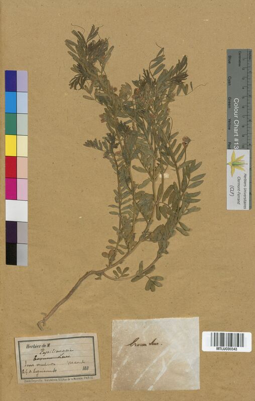 Ervum lens (Fabaceae)