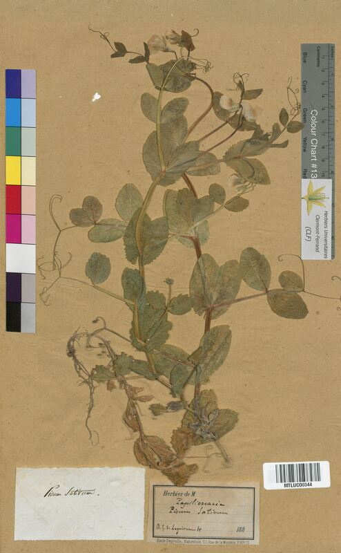 Pisum sativum (Fabaceae)
