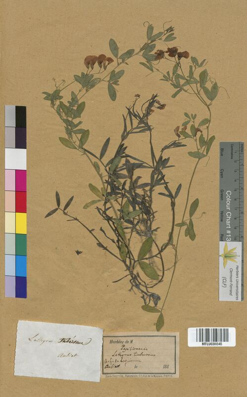 Lathyrus tuberosus (Fabaceae)