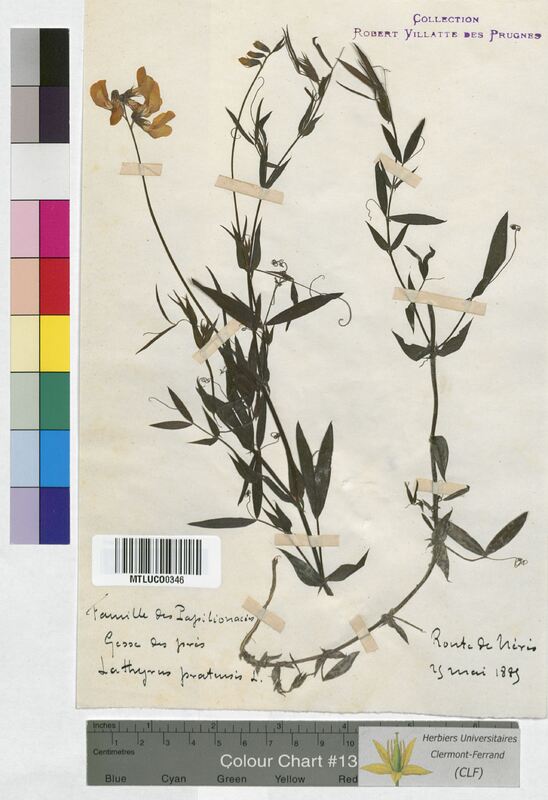 Lathyrus pratensis (Fabaceae)