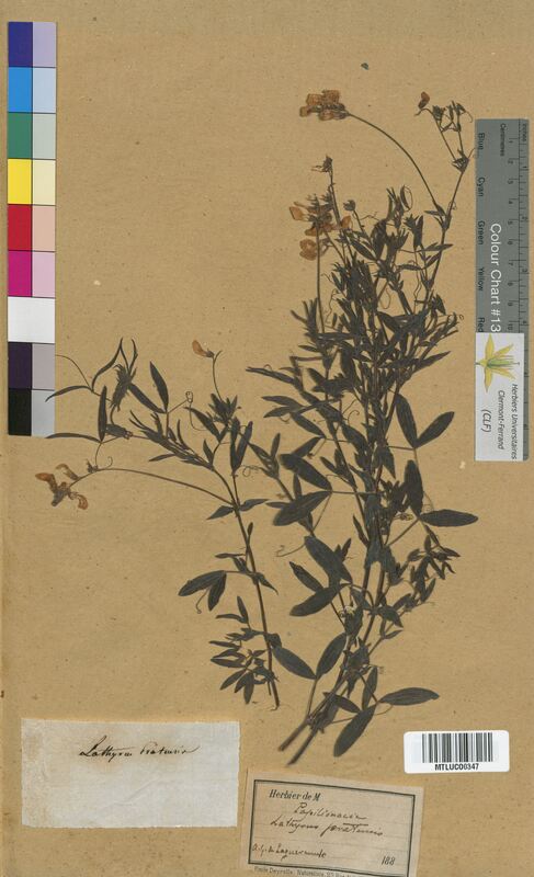 Lathyrus pratensis (Fabaceae)