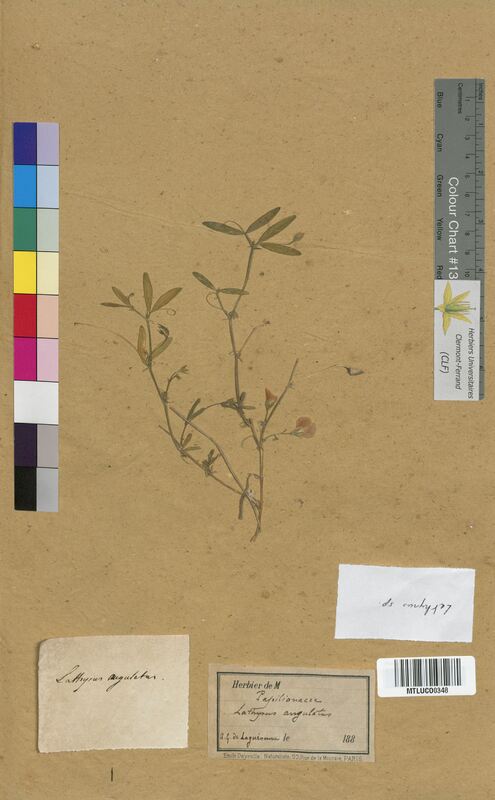 Lathyrus sp. (Fabaceae)