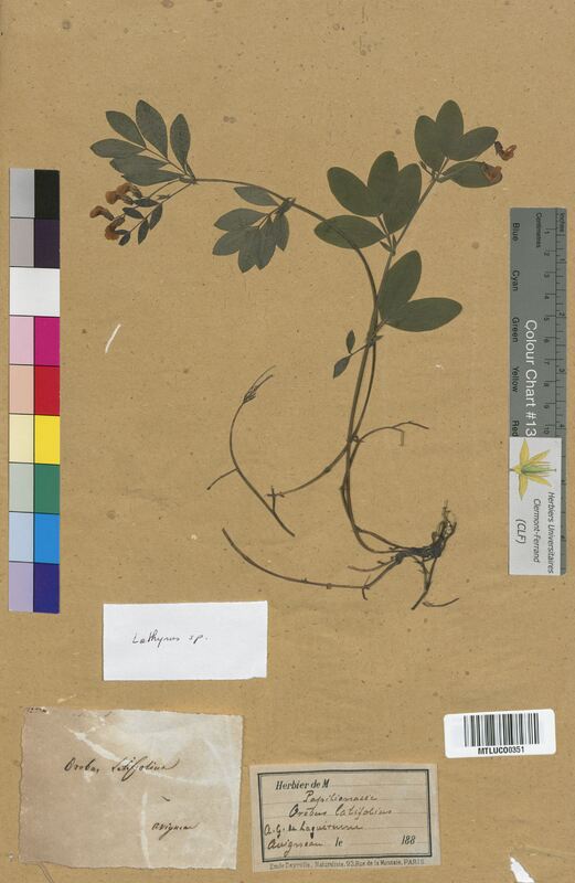 Lathyrus sp. (Fabaceae)