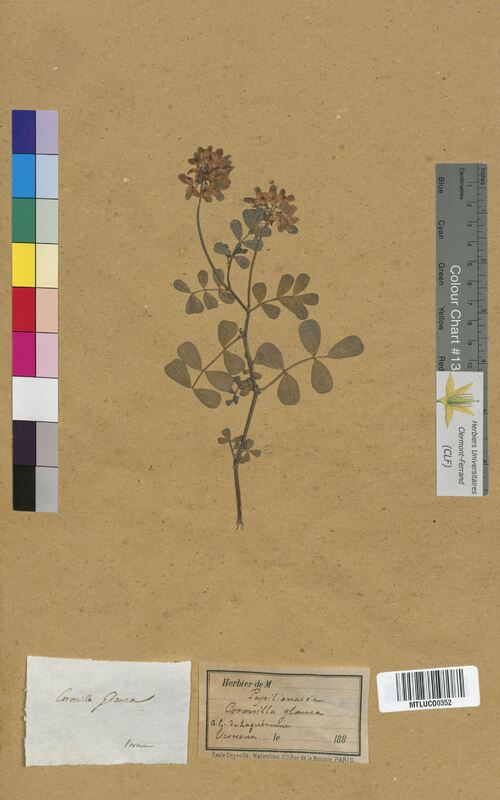 Coronilla glauca (Fabaceae)