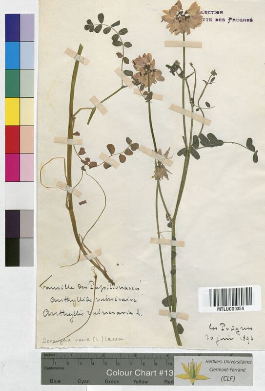 Securigera varia (Fabaceae)