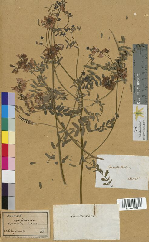 Coronilla varia (Fabaceae)