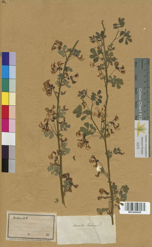 Coronilla emerus (Fabaceae)