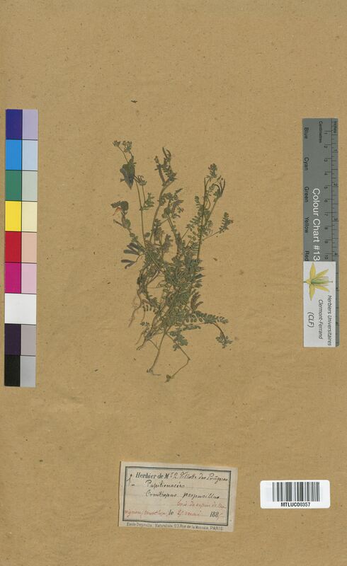 Ornithopus perpusillus (Fabaceae)