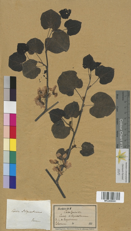 Amygdalus communis (Rosaceae)