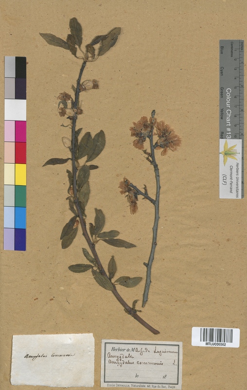 Cerasus mahaleb (Rosaceae)