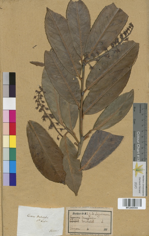 Cerasus padus (Rosaceae)