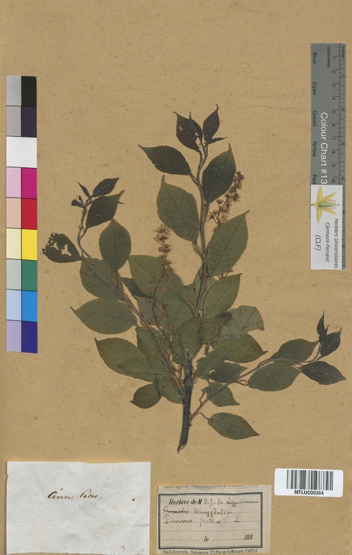 Prunus cerasus (Rosaceae)
