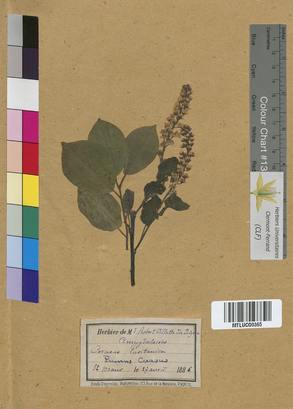 Cerasus laurocerasus (Rosaceae)