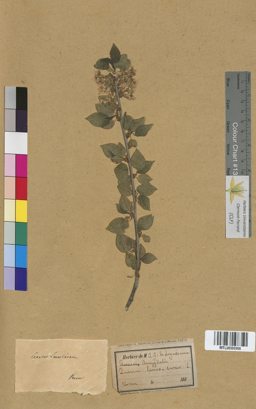 Spiraea filipendula (Rosaceae)
