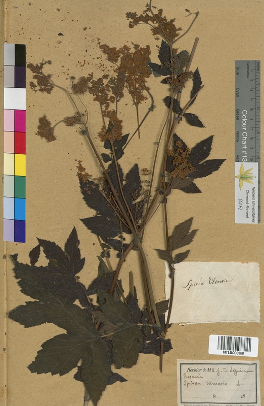 Spiraea aruncus (Rosaceae)