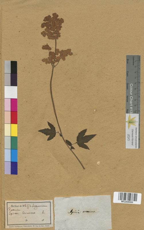 Spiraea salicifolia (Rosaceae)