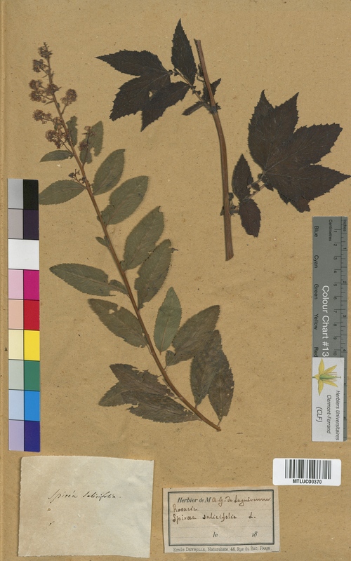 Spiraea crenata (Rosaceae)