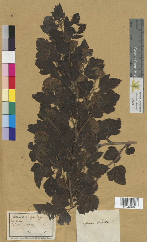 Spiraea sp. (Rosaceae)