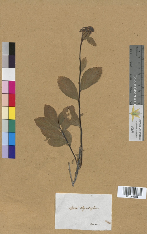 Spiraea prunifolia (Rosaceae)