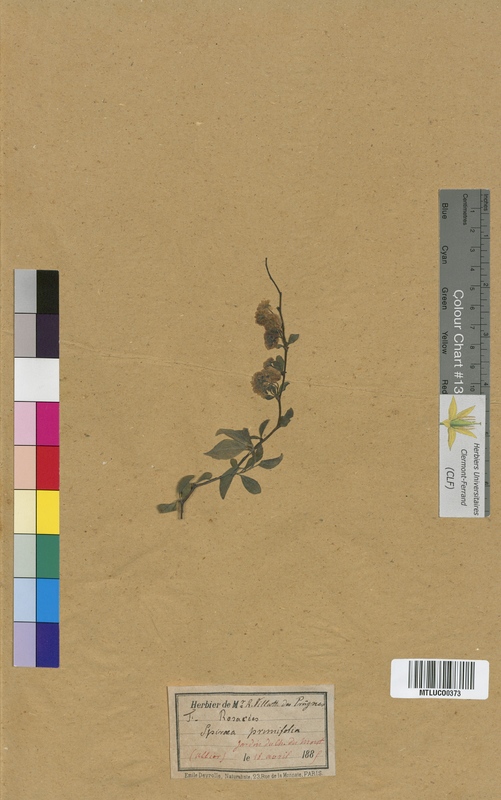 Geum urbanum (Rosaceae)
