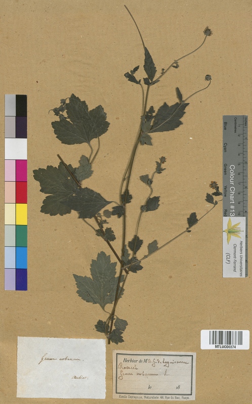 Potentilla pensylvanica (Rosaceae)