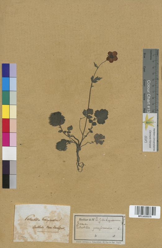Potentilla anserina (Rosaceae)
