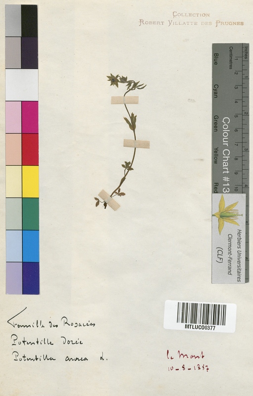 Potentilla aurea (Rosaceae)