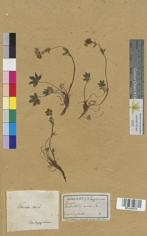 Potentilla verna (Rosaceae)