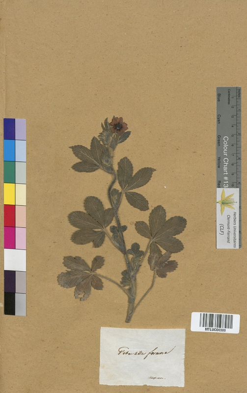 Potentilla reptans (Rosaceae)