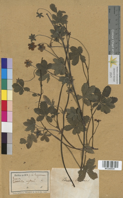 Fragaria vesca (Rosaceae)