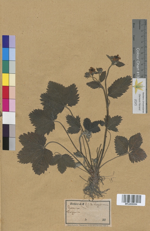 Rubus fruticosus (Rosaceae)