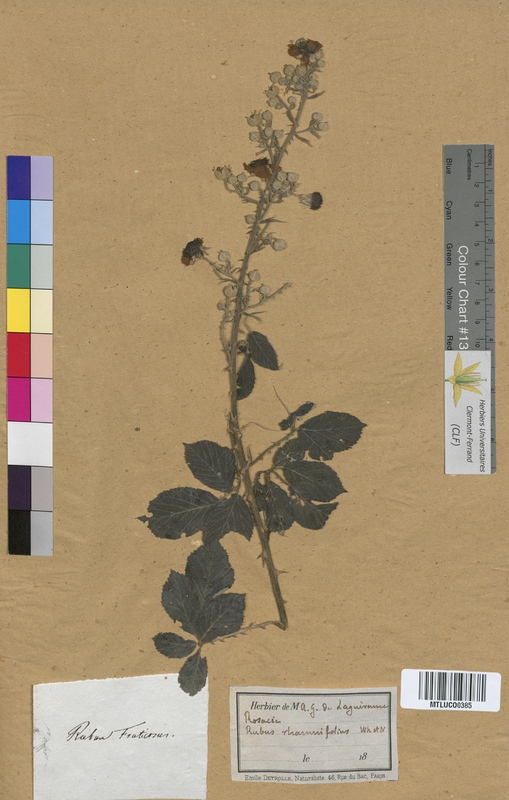 Rosa arvensis (Rosaceae)