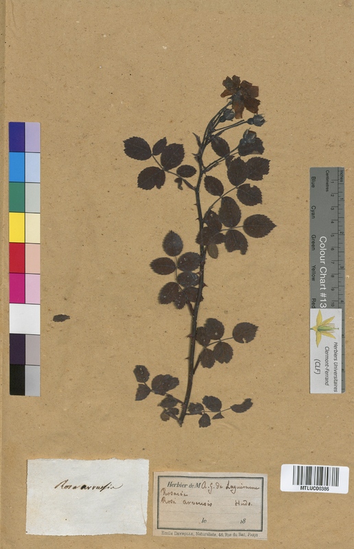 Rosa canina (Rosaceae)