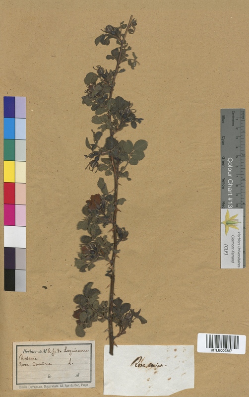 Rosa collina (Rosaceae)