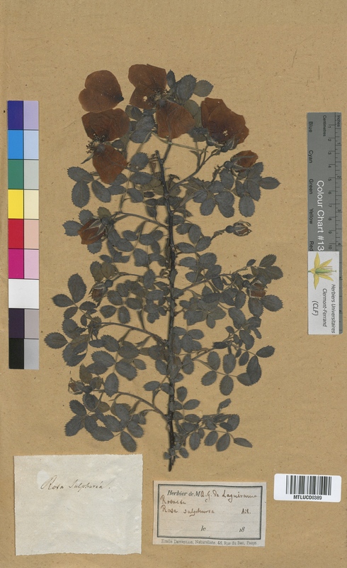 Poterium sanguisorba (Rosaceae)
