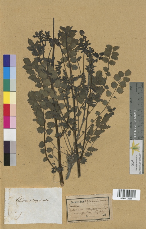 Potentilla alpina (Rosaceae)