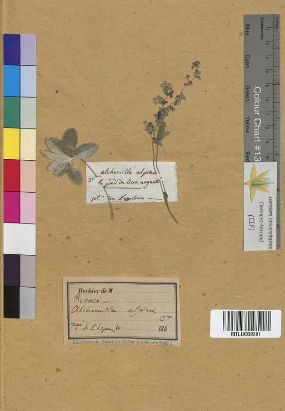 Potentilla alpina (Rosaceae)