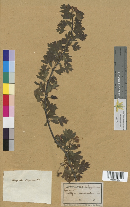 Sorbus domestica (Rosaceae)