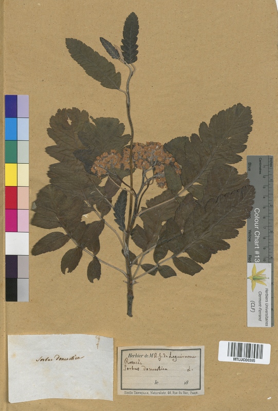 Sorbus aucuparia (Rosaceae)