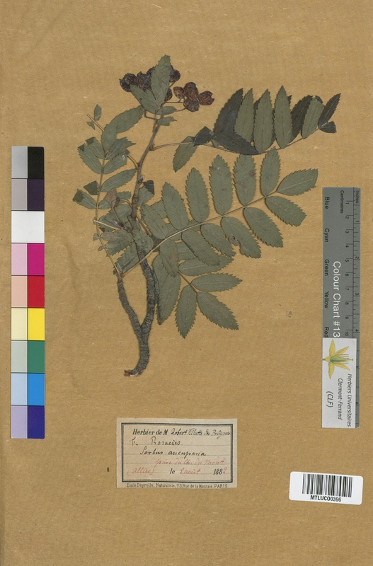 Tormentilla erecta (Rosaceae)