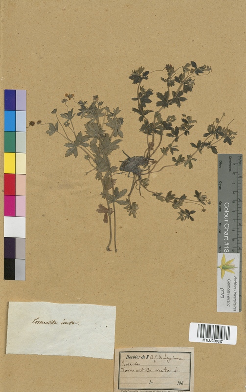 Punica granatum (Lythraceae)