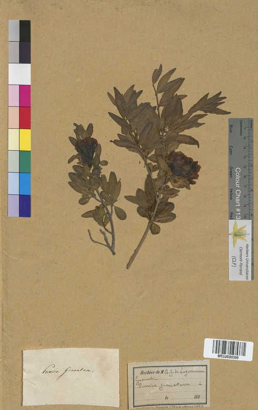 Epilobium palustre (Onagraceae)
