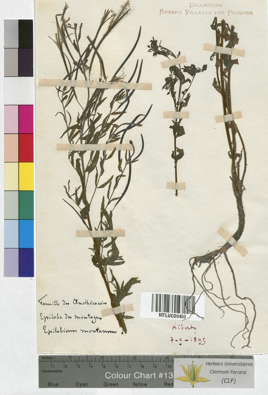 Epilobium parviflorum (Onagraceae)
