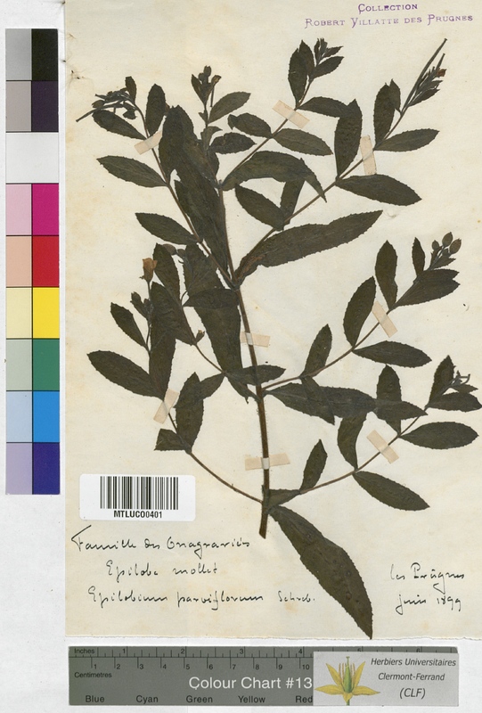 Epilobium molle (Onagraceae)