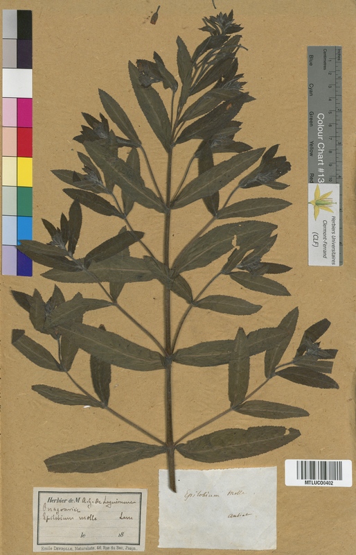 Epilobium hirsutum (Onagraceae)