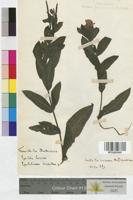 Epilobium spicatum (Onagraceae)